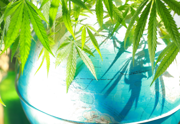 international cannabis