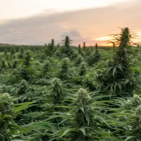 Rhode Island Hemp Farmer Wants Attorney General Candidates To Answer These Questions (Op-Ed)