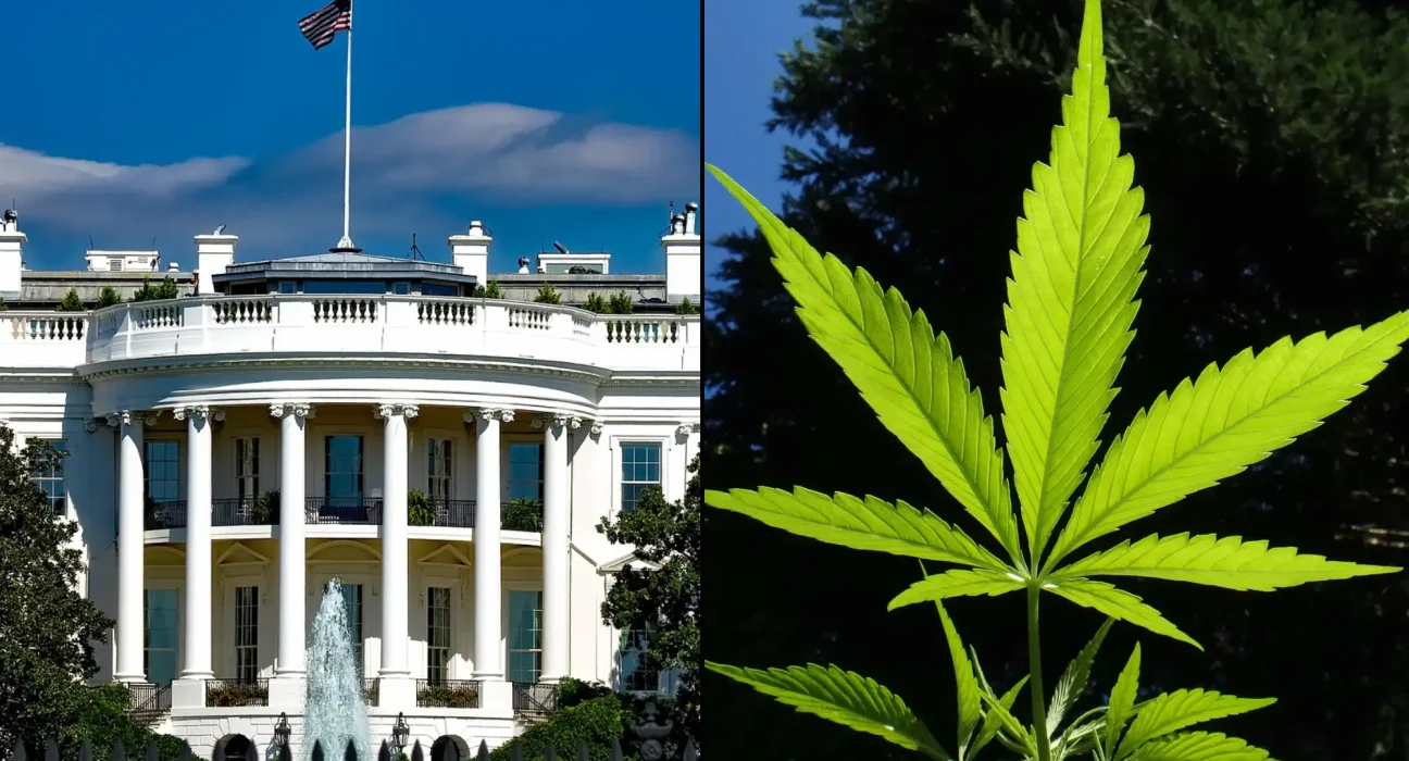 Trump Releases More Federal Marijuana Prisoners As DEA Considers Rescheduling Cannabis