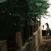 Inside Edun: Korean Natural Farming and Living Soil Cannabis in Colorado