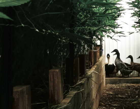 Inside Edun: Korean Natural Farming and Living Soil Cannabis in Colorado