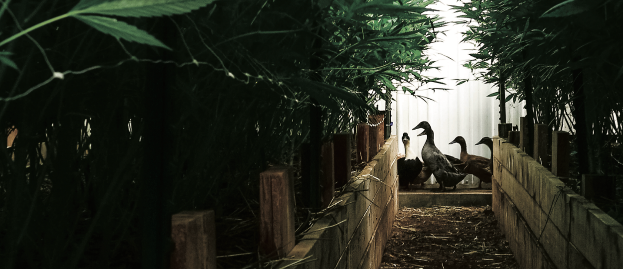 Inside Edun: Korean Natural Farming and Living Soil Cannabis in Colorado