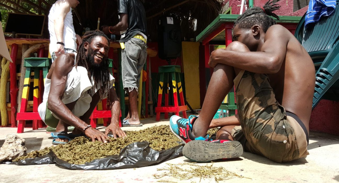 jamaica cannabis growers