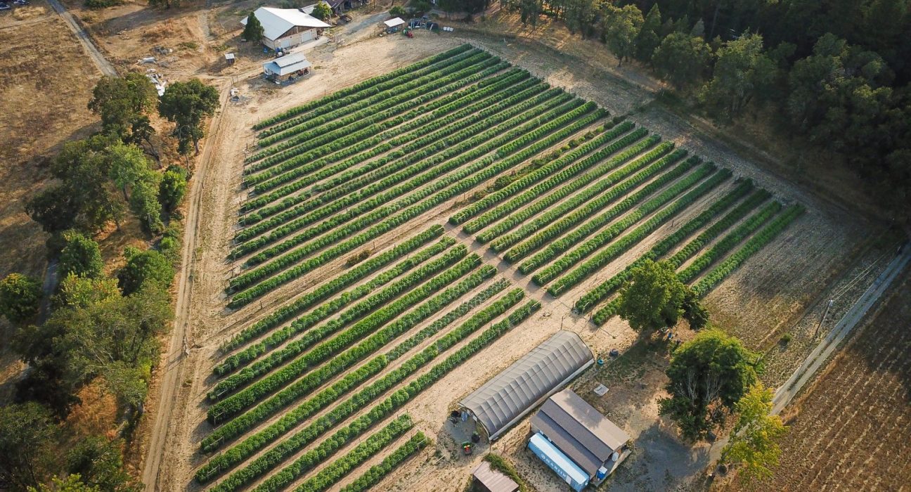 Regenerative Cannabis: Living Soil Growers in Humboldt, Oregon and Maine